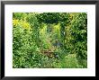 View Through Hornbeam (Carpinus) Hedge Along Gravel Path Abraxus Garden, Somerset by Mark Bolton Limited Edition Print