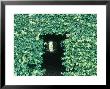 Evergreen Tunnel Through Ilex (Holly) Hedge Late Summer by Mark Bolton Limited Edition Print