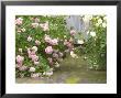Rosa Felicia And Rosa Penelope, Pink Flowers Divided By Paving by Mark Bolton Limited Edition Print