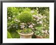 Clipped Buxus Ball In Terracotta Pot With Roses Behind, Little Malvern Court Malvern Worcester by Mark Bolton Limited Edition Print