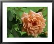 Miniature Rose by Chris Burrows Limited Edition Print