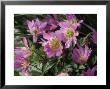 Anemone Blanda (Violet Star), Close-Up Of Pink Flower, March by Chris Burrows Limited Edition Print