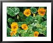 Tropaeolum Majus Alaska Series (Nasturtium) Orange Flower And Variegated Foliage September by Ron Evans Limited Edition Print