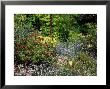 Light Woodland With Colourful Displays Of Plants Trees And Shrubs by Ron Evans Limited Edition Print