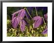 Clematis Alpina Agm Close-Up Of Blue Flower Beaulieu by Christopher Fairweather Limited Edition Print