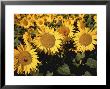 Helianthus Annus Sunspot (Sunflower) by Juliet Greene Limited Edition Print