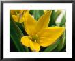 Tulipa Linifolia Bright Gem by Sunniva Harte Limited Edition Print