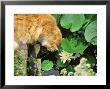 Long Haired Marmalade Cat Drinking From A Small Pond With Nymphaea (Waterlily) by Michael Howes Limited Edition Print