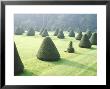Yew Topiary Parnham House, Dorset by Jacqui Hurst Limited Edition Pricing Art Print