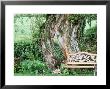 Wooden Bench Next To Mossy Tree by Jean-Claude Hurni Limited Edition Pricing Art Print
