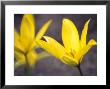 Tulipa Sylvestris, Close-Up Of Yellow Flowers With Stamens And Pollen by Hemant Jariwala Limited Edition Print