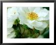 Rosa Rambling Rector by Lynn Keddie Limited Edition Print