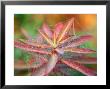 Euphorbia Griffithii Fireglow Covered With A Cobweb, September by Lynn Keddie Limited Edition Print