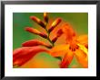 Crocosmia Venus, Close-Up Of Orange/Red Flower Head by Lynn Keddie Limited Edition Print