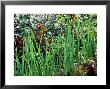 Leeks Growing With Lettuce Lollo Rossa, Vegetable Garden by Lynn Keddie Limited Edition Pricing Art Print