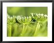 Ammi Visnaga, Close-Up Of Yellow Flower Heads, September by Lynn Keddie Limited Edition Print