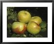 Apple, Malus Peasgood's Nonsuch, Group Of Fruits & Leaves On Black Surface by Michele Lamontagne Limited Edition Print