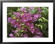 Bougainvillea Turkish Delight Close-Up Of Flowers by Michele Lamontagne Limited Edition Print