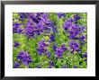 Salvia Horminium Blue Denim, A Group Of Blue Flowers With Veins by Susie Mccaffrey Limited Edition Print