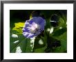 Nicandra Physalodes (Shoo Fly) by Susie Mccaffrey Limited Edition Print