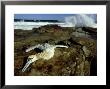 Cape Gannet, With Broken Neck, South Africa by Tobias Bernhard Limited Edition Print