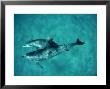 Atlantic Spotted Dolphin, Pair, Bahamas by Tobias Bernhard Limited Edition Print