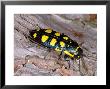 Buprestis Octoguttata, Corsica by Emanuele Biggi Limited Edition Print