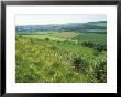 View From The Heights Of Hod Hill, England, Uk by David Boag Limited Edition Print