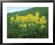 Cowslips, Spring by David Boag Limited Edition Print
