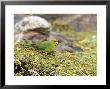 Chatham Island Red-Crowned Parakeet, New Zealand by Robin Bush Limited Edition Print