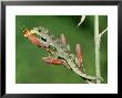 Duvaucels Gecko, Resting On Flax Flowers, New Zealand by Robin Bush Limited Edition Print