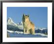 Grey Wolf, Canada by Alan And Sandy Carey Limited Edition Pricing Art Print