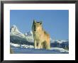 Grey Wolf, Canada by Alan And Sandy Carey Limited Edition Print