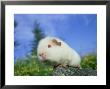 Teddy Guinea Pig by Alan And Sandy Carey Limited Edition Print