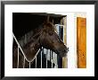 Stallion Looking Out Of Stable, France by Alain Christof Limited Edition Print