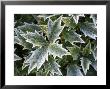 Icy Holly Leaves In Winter, Uk by David Clapp Limited Edition Print