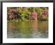Evening Light On Redbud Trees In Flower Along Lake Marmo, Lisle, Usa by Willard Clay Limited Edition Print