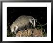 Badger, Foraging On Tree Stump, Vaud, Switzerland by David Courtenay Limited Edition Print