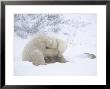 Polar Bears, Pair Of Cubs, Churchill, Canada by Daniel Cox Limited Edition Print