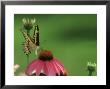 Giant Swallowtail On Purple Coneflower, Illinois by Daybreak Imagery Limited Edition Print