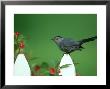 Grey Catbird, Marion County, Illinois by Daybreak Imagery Limited Edition Pricing Art Print