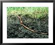 Earth Worm In Its Burrow by David M. Dennis Limited Edition Print