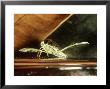 Backswimmer, Notonecta Species, Delaware County, Ohio by David M. Dennis Limited Edition Print