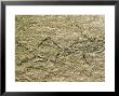 Fossil Frog Bedsworli, India by David M. Dennis Limited Edition Print