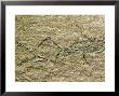 Fossil Frog Bedsworli, India by David M. Dennis Limited Edition Print