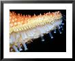 Starfishtip Of Arm by David M. Dennis Limited Edition Pricing Art Print
