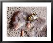 Burying Beetle On Dead Shrew, Ohio by David M. Dennis Limited Edition Pricing Art Print