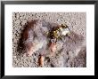 Burying Beetle On Dead Shrew, Ohio by David M. Dennis Limited Edition Print