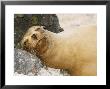 Sea Lion, Puerto Villimil, Galapagos, Ecuador by David M. Dennis Limited Edition Print