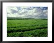 Wheat Field In Summer by Mike England Limited Edition Print